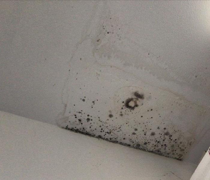 black circle spots on ceiling, black mold, mold growth near me, mold remediation services nearby, near camino, near placer